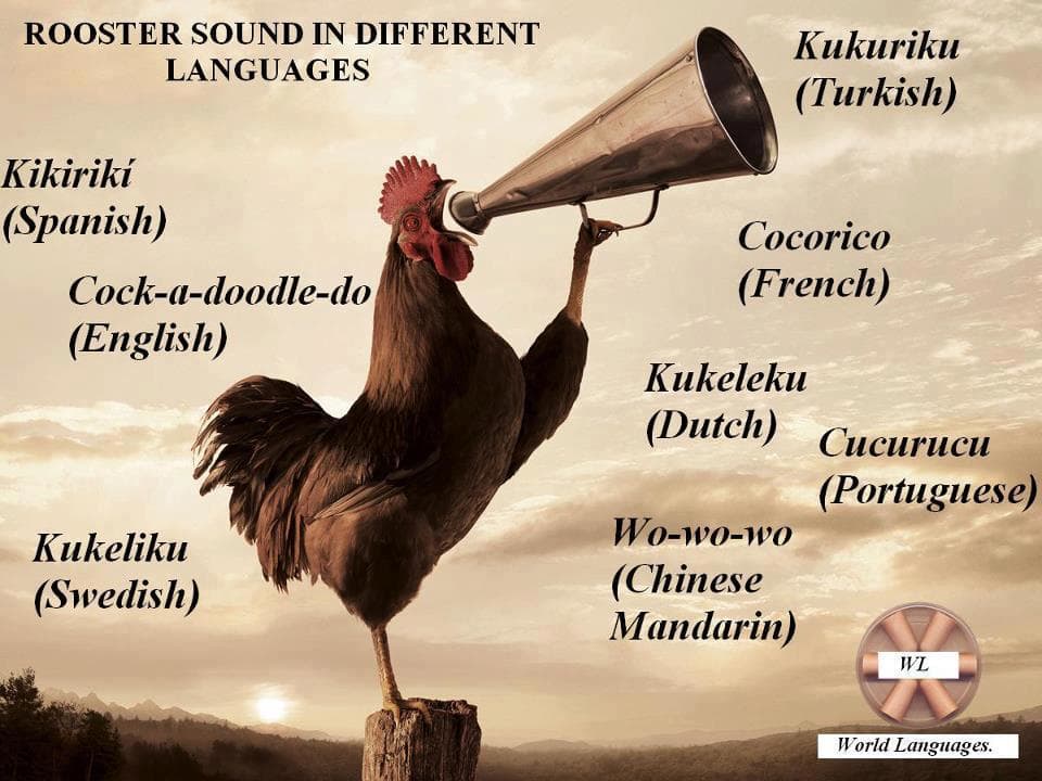Penerjemahan Arti Kukuruyuk Ayam di Berbagai Bahasa di Dunia