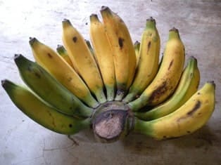 Pisang untuk membuat pisang goreng, namanya Pisang Raja (Musa textilia)