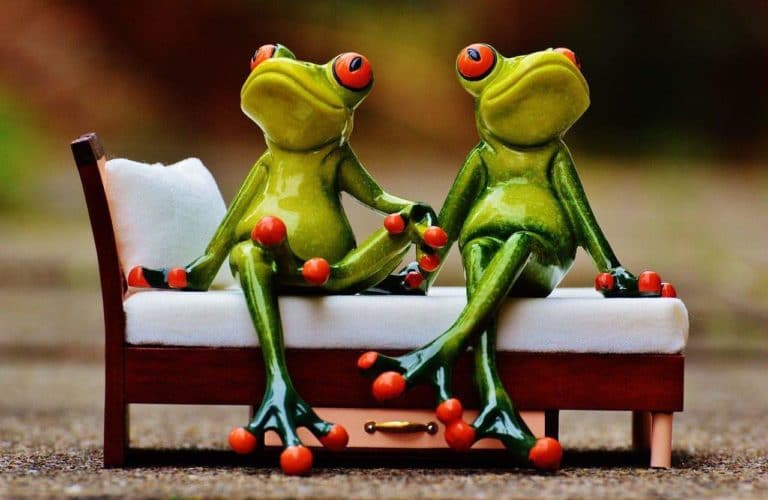 Posisi Duduk Hewan Katak Hijau