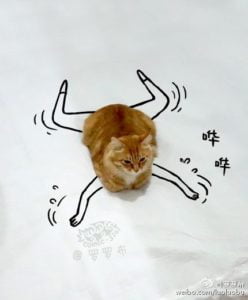 Gambar Kucing Sedang Berenang