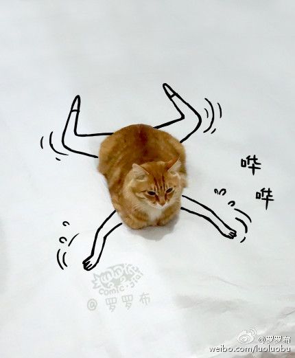 Gambar Kucing Sedang Berenang