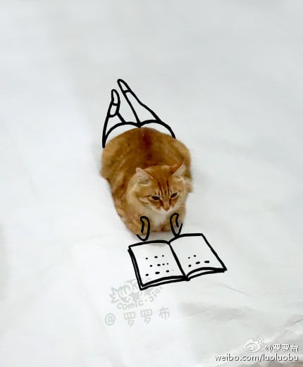 Kucing Sedang Membaca Buku