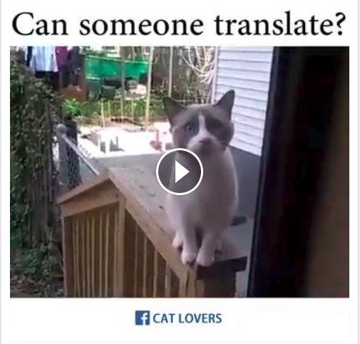 Video Kucing Putih Lucu Facebook