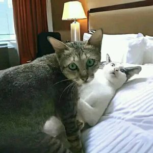 Alasan Orang Memelihara Kucing